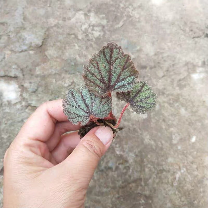 Begonia Parvula