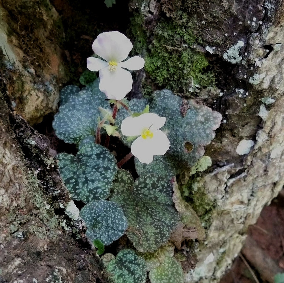 Begonia Parvula