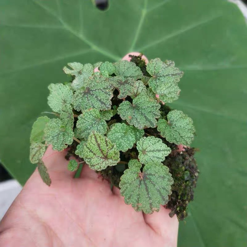 Begonia Parvula