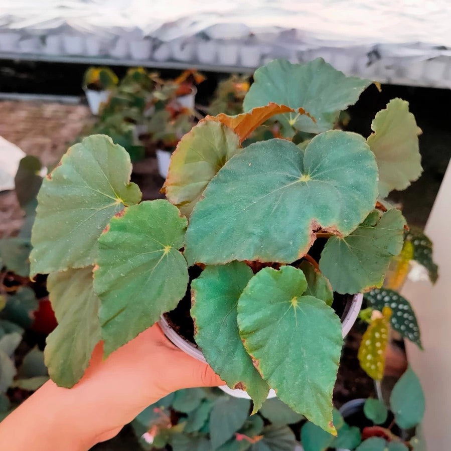 Blue Begonia (Begonia pavonina)