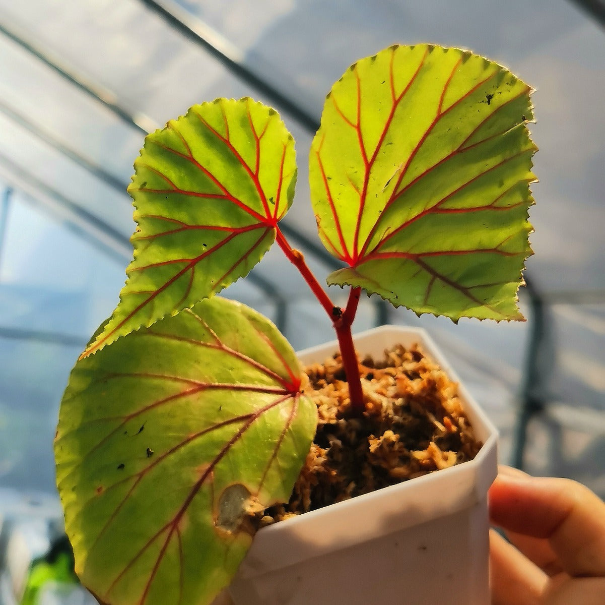 Begonia ‘Red vein’ (Begonia sp.Sarawak)