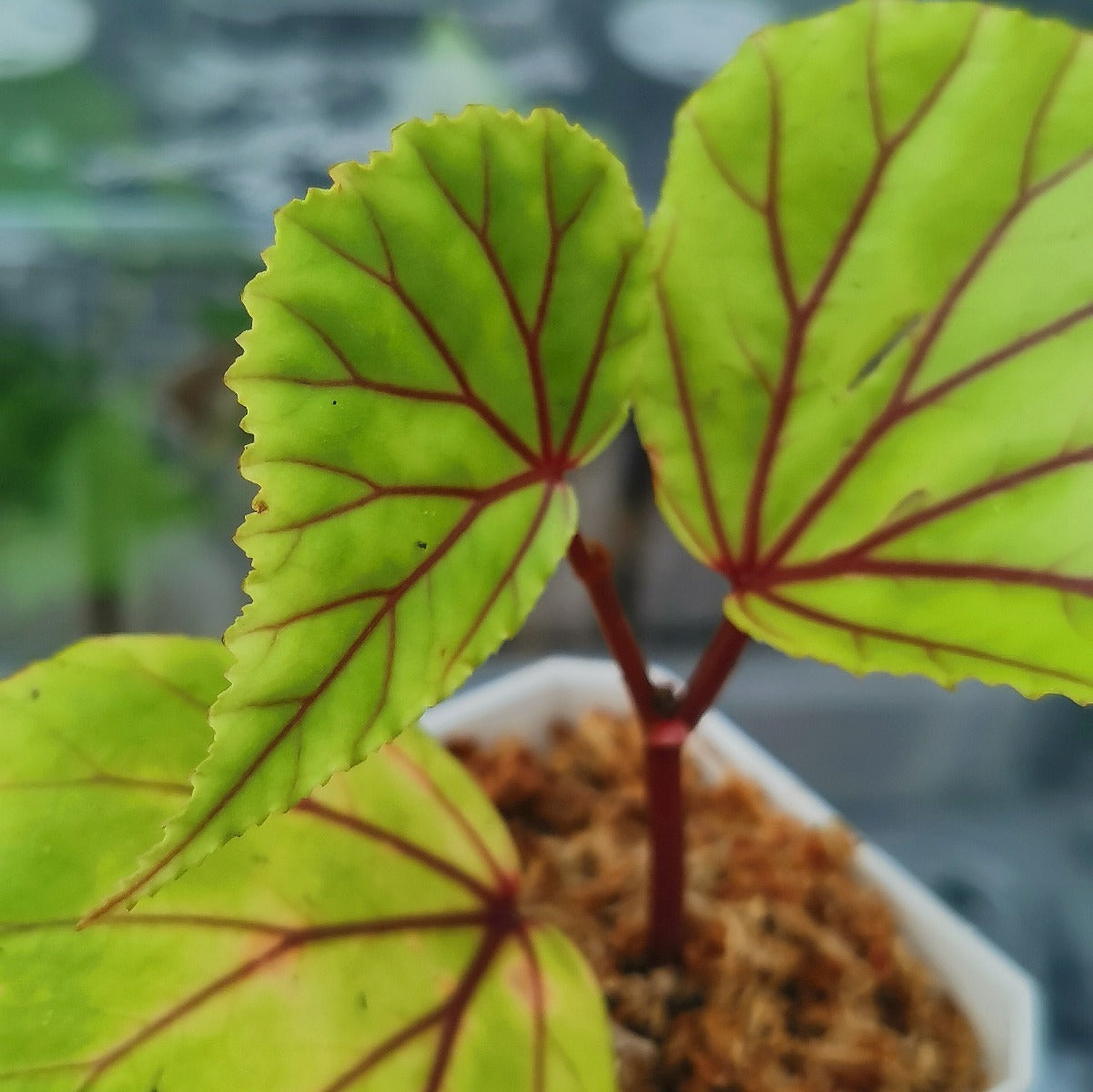 Begonia ‘Red vein’ (Begonia sp.Sarawak)