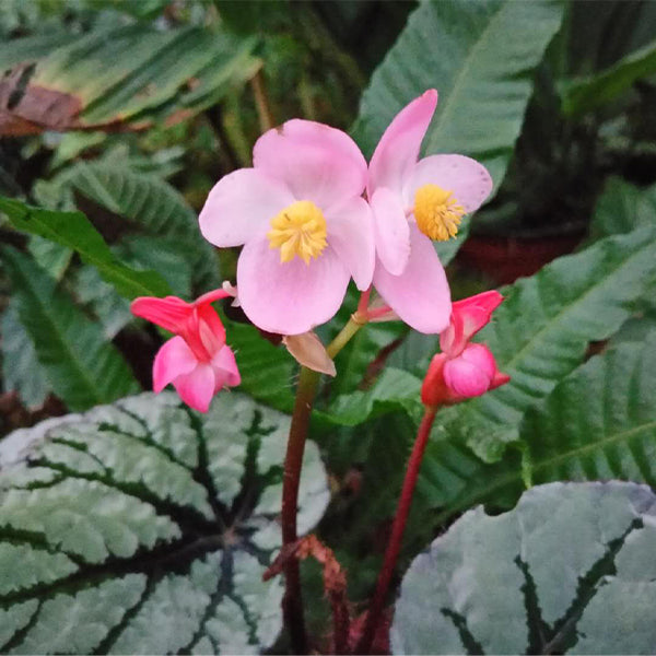 Begonia Rex ' Fedor '