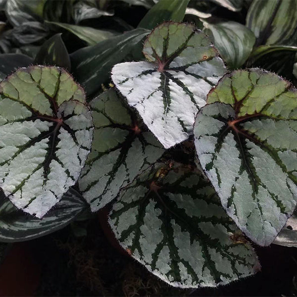 Begonia Rex ' Fedor '
