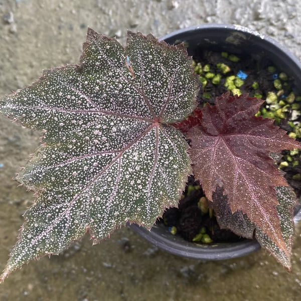 Begonia 'Robin'