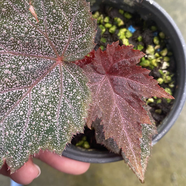 Begonia 'Robin'