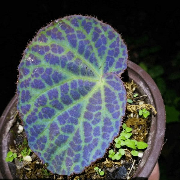 Begonia rockii