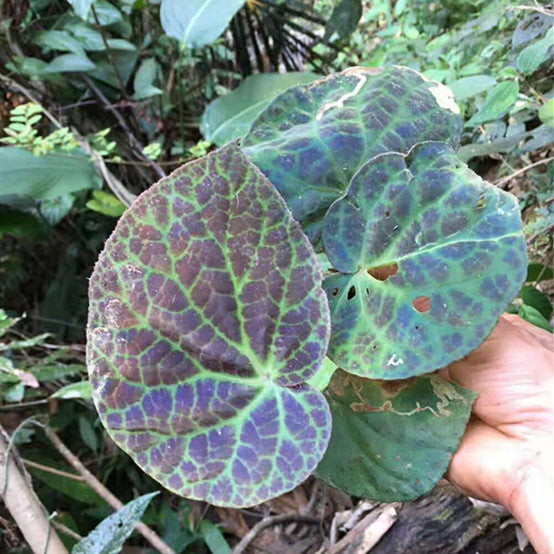 Begonia rockii