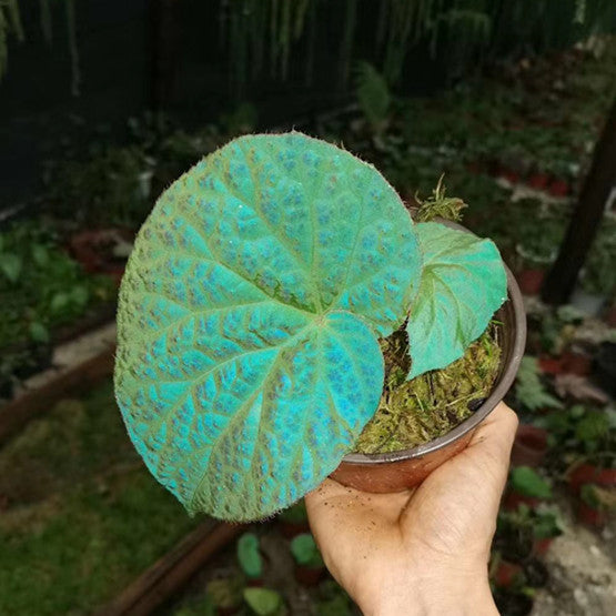 Begonia rockii