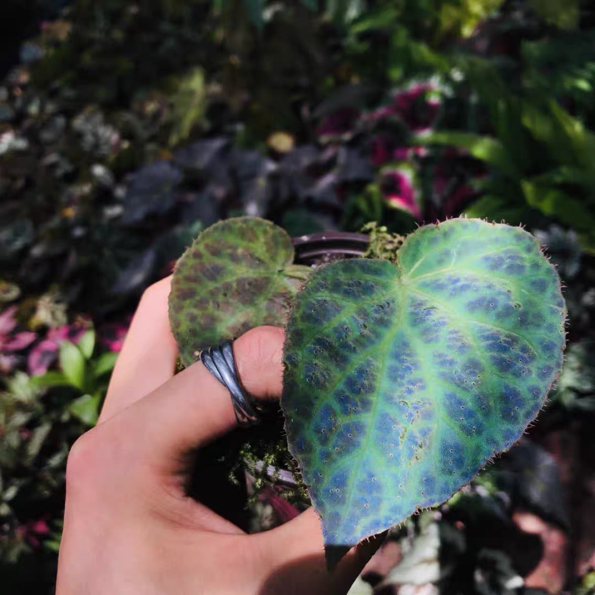 Begonia rockii