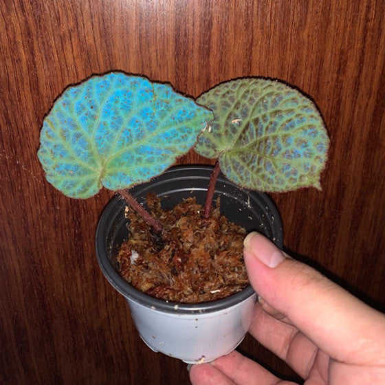 Begonia rockii