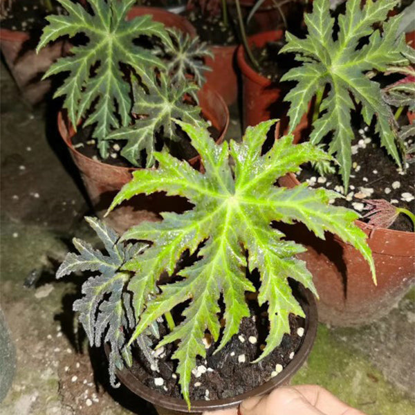 Begonia Rubropunctata
