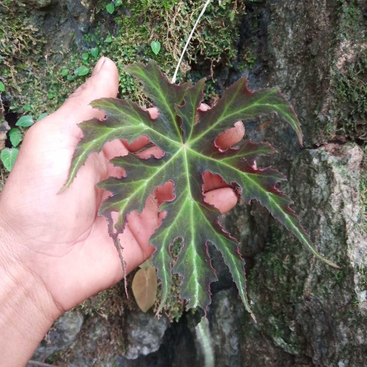 Begonia Rubropunctata