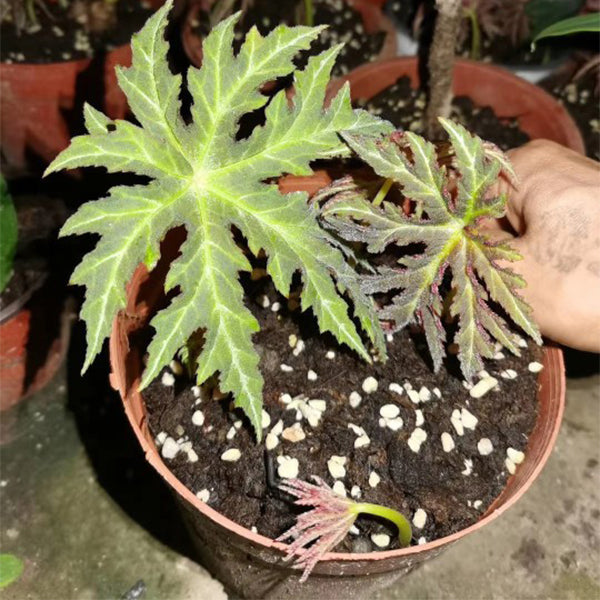 Begonia Rubropunctata