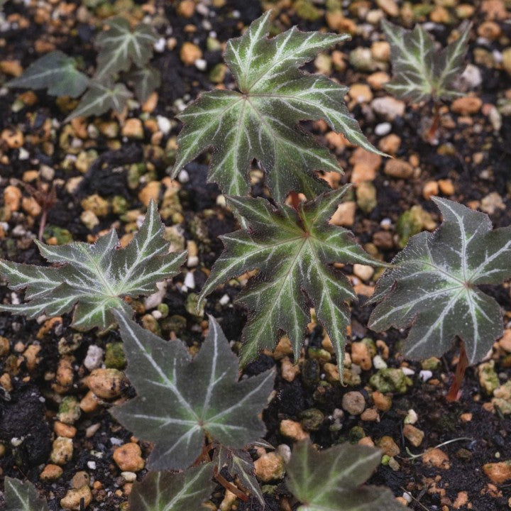 Begonia Rubropunctata