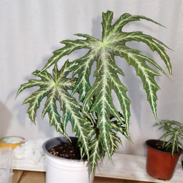 Begonia Rubropunctata