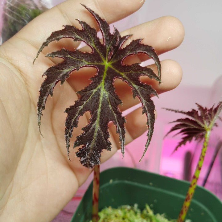 Begonia Rubropunctata