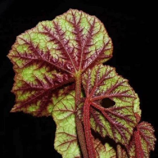 Begonia Shiwanshanensis