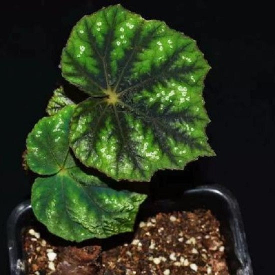 Begonia Shiwanshanensis