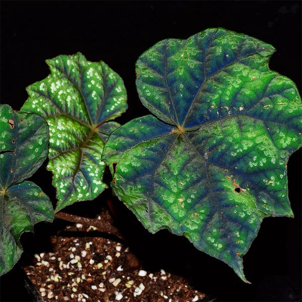 Begonia Shiwanshanensis