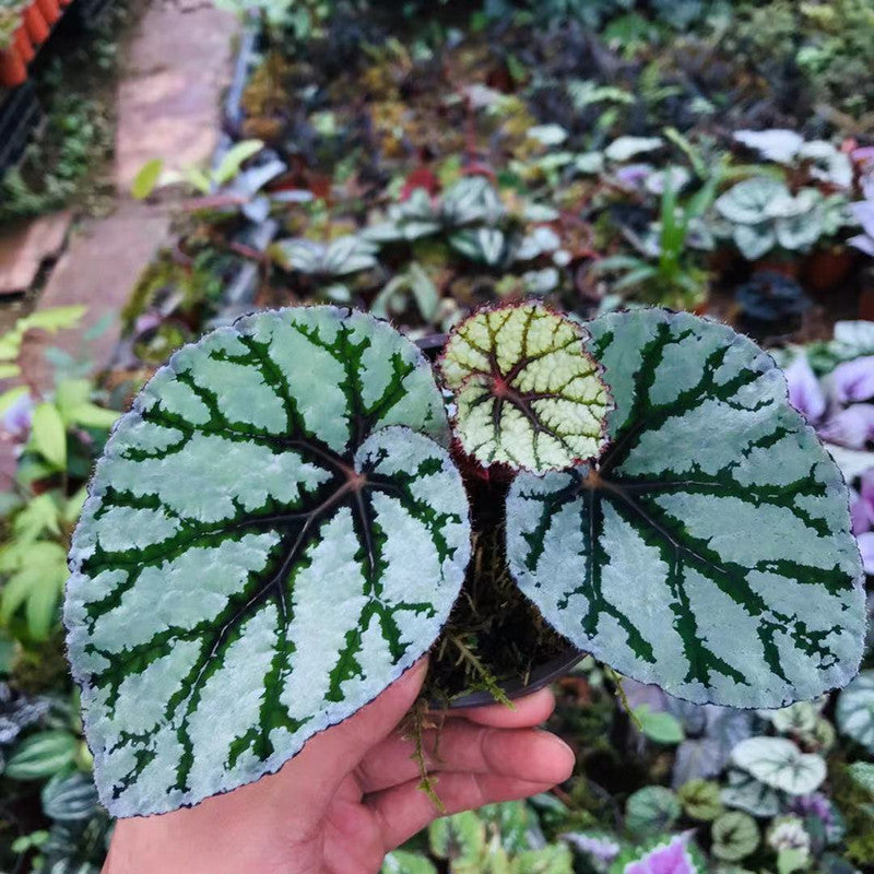 Begonia Rex ' Fedor '