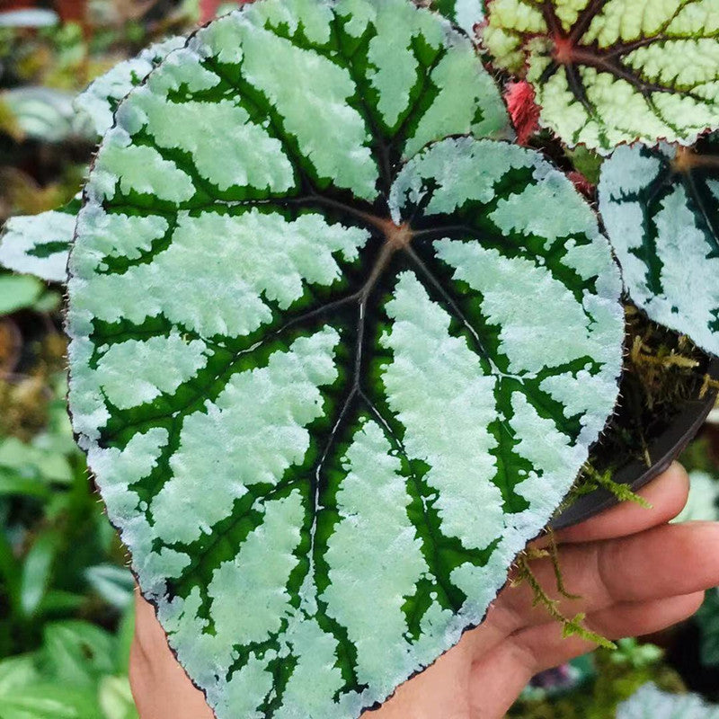 Begonia Rex ' Fedor '