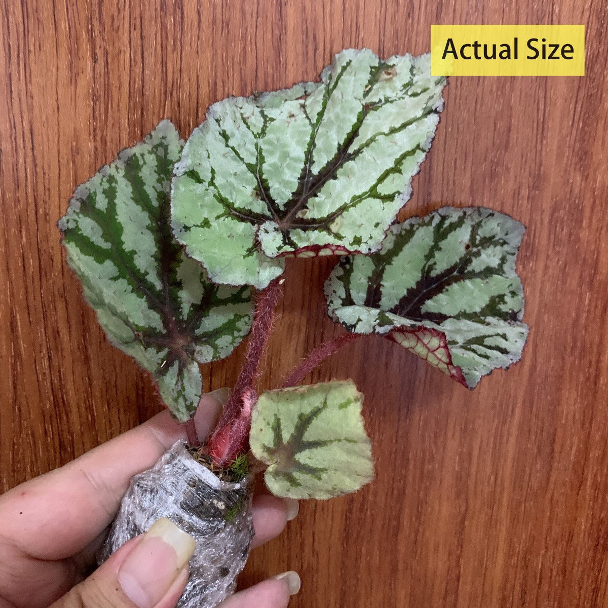 Begonia Rex ' Fedor '