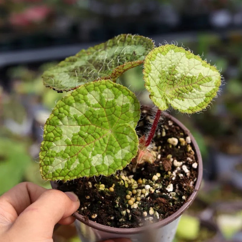 Begonia Sizemoreae