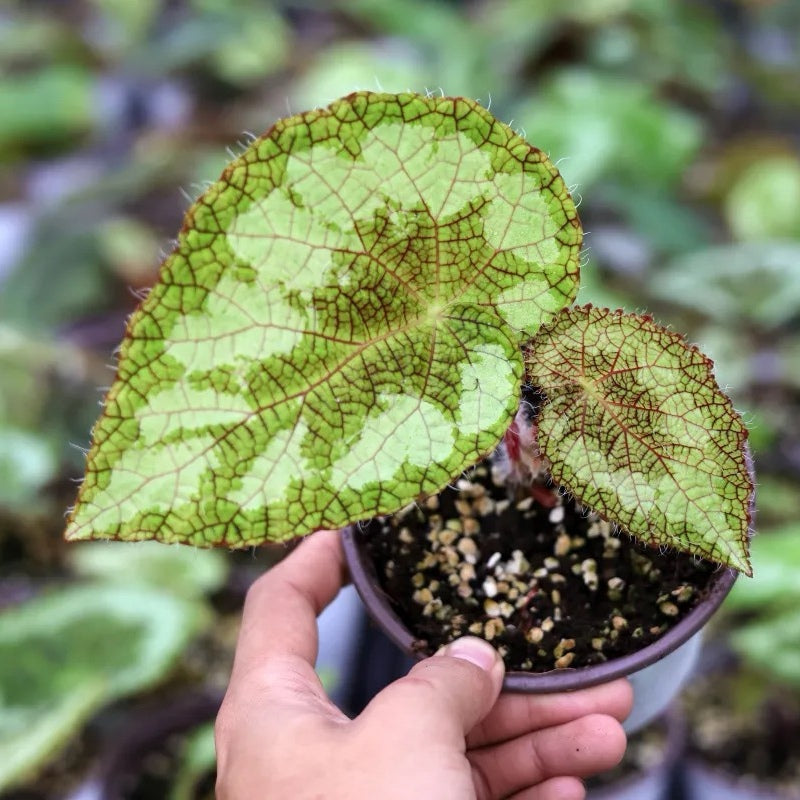 Begonia Sizemoreae