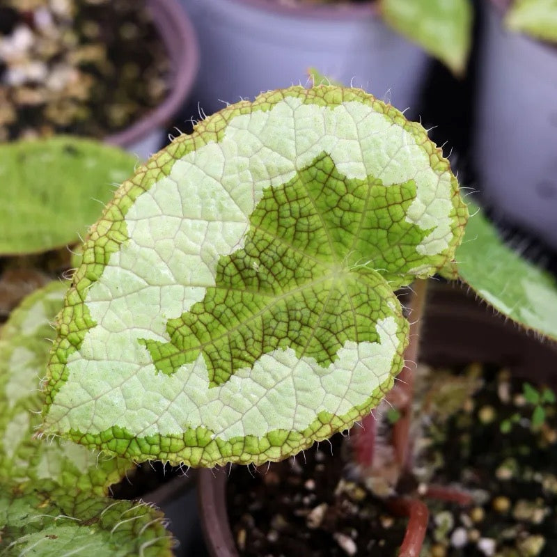 Begonia Sizemoreae