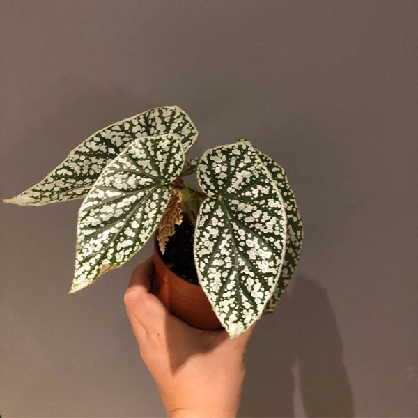 Begonia ' Snow Capped ' ( Begonia fibrous Hybrid )