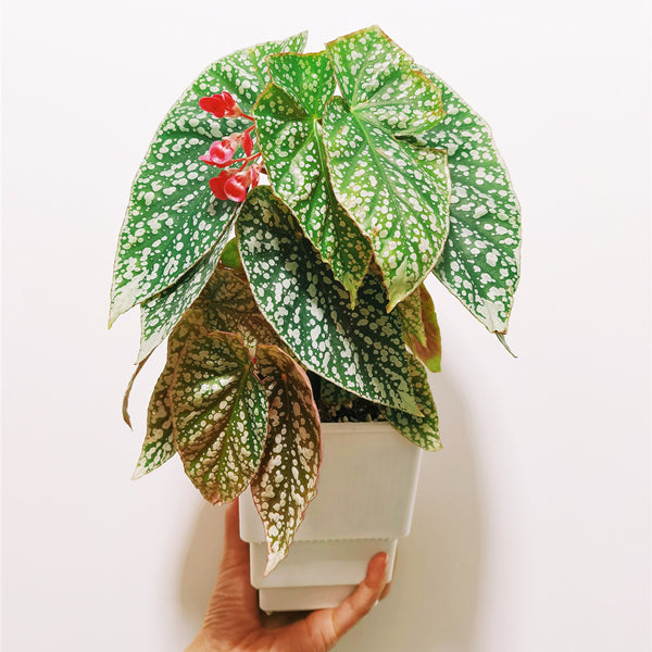 Begonia ' Snow Capped ' ( Begonia fibrous Hybrid )