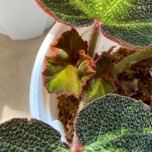 Begonia Soli-mutata Hort