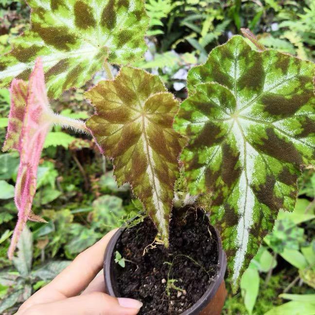 Begonia sp