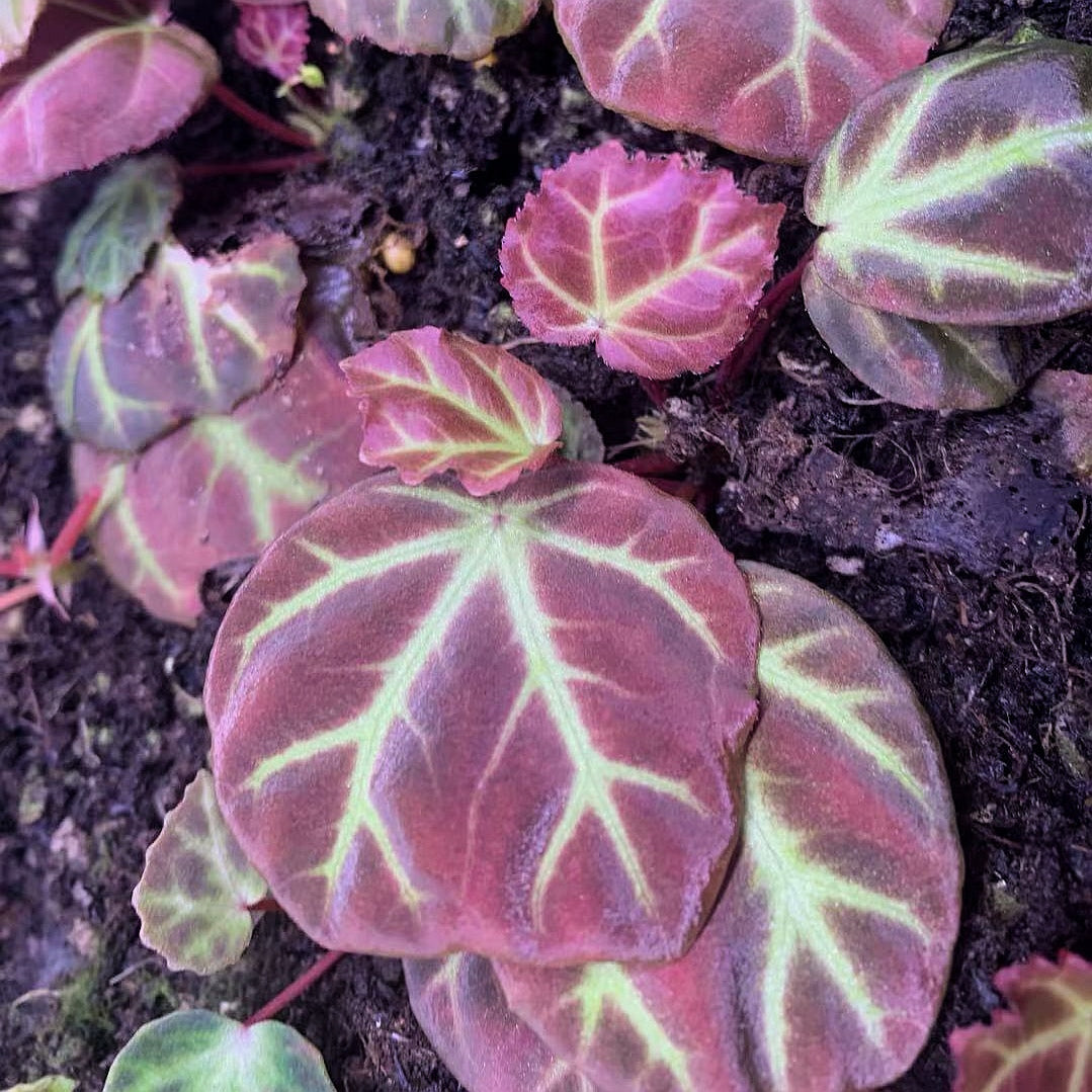 Begonia sp. Aceh