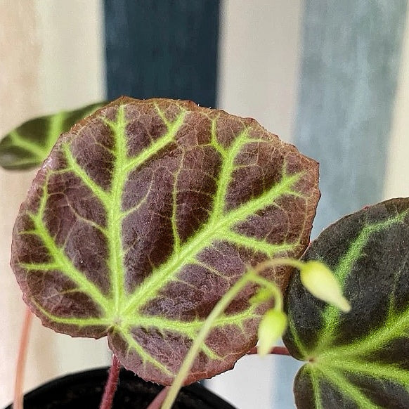 Begonia sp. Aceh