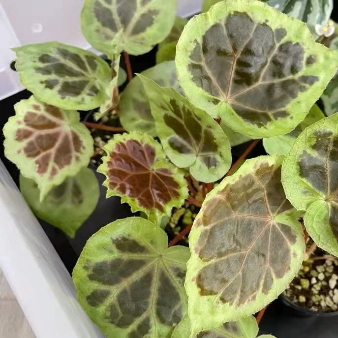 Begonia sp. Dongoranensis