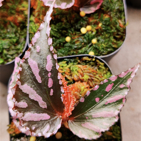 Begonia sp. Julau