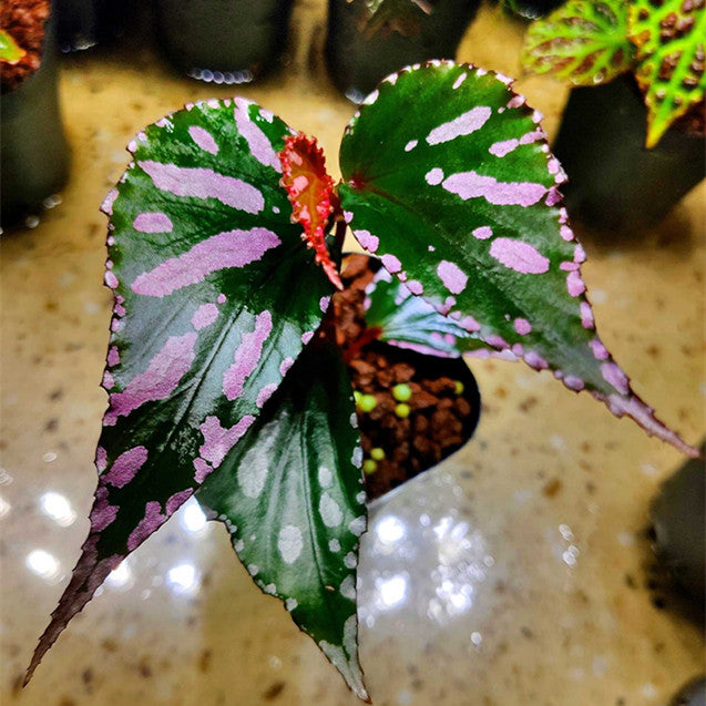 Begonia sp. Julau