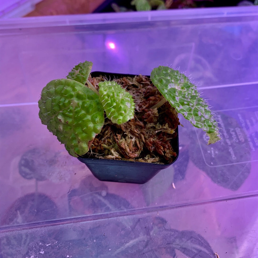 Begonia Microsperma