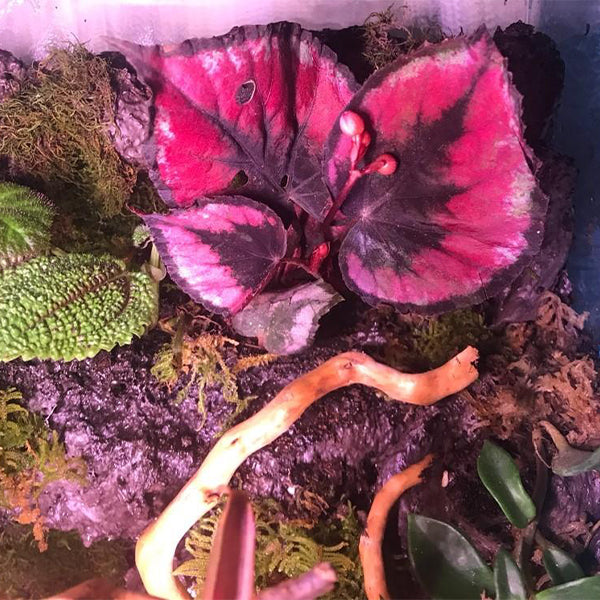 Begonia sp. (Pink)