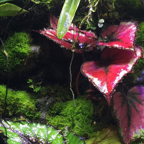 Begonia sp. (Pink)