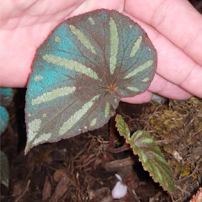 Begonia sp. Reflective blue