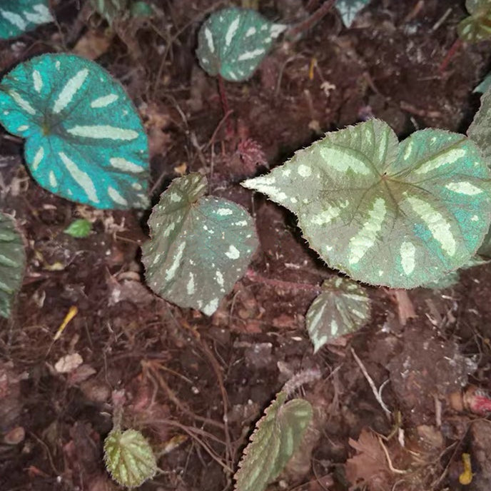 Begonia sp. Reflective blue