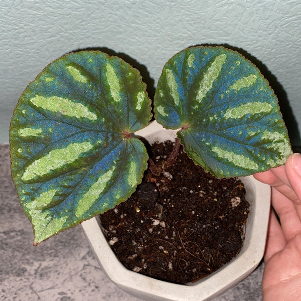 Begonia sp. Reflective blue