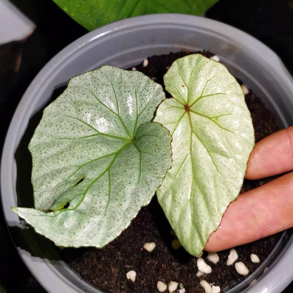 Begonia sp. Sliver