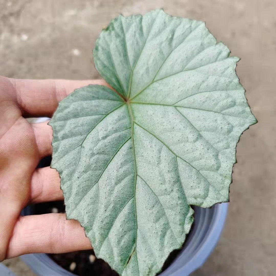 Begonia sp. Sliver