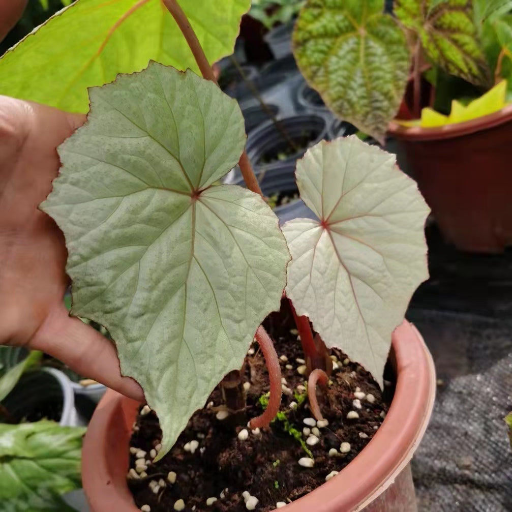 Begonia sp. Sliver