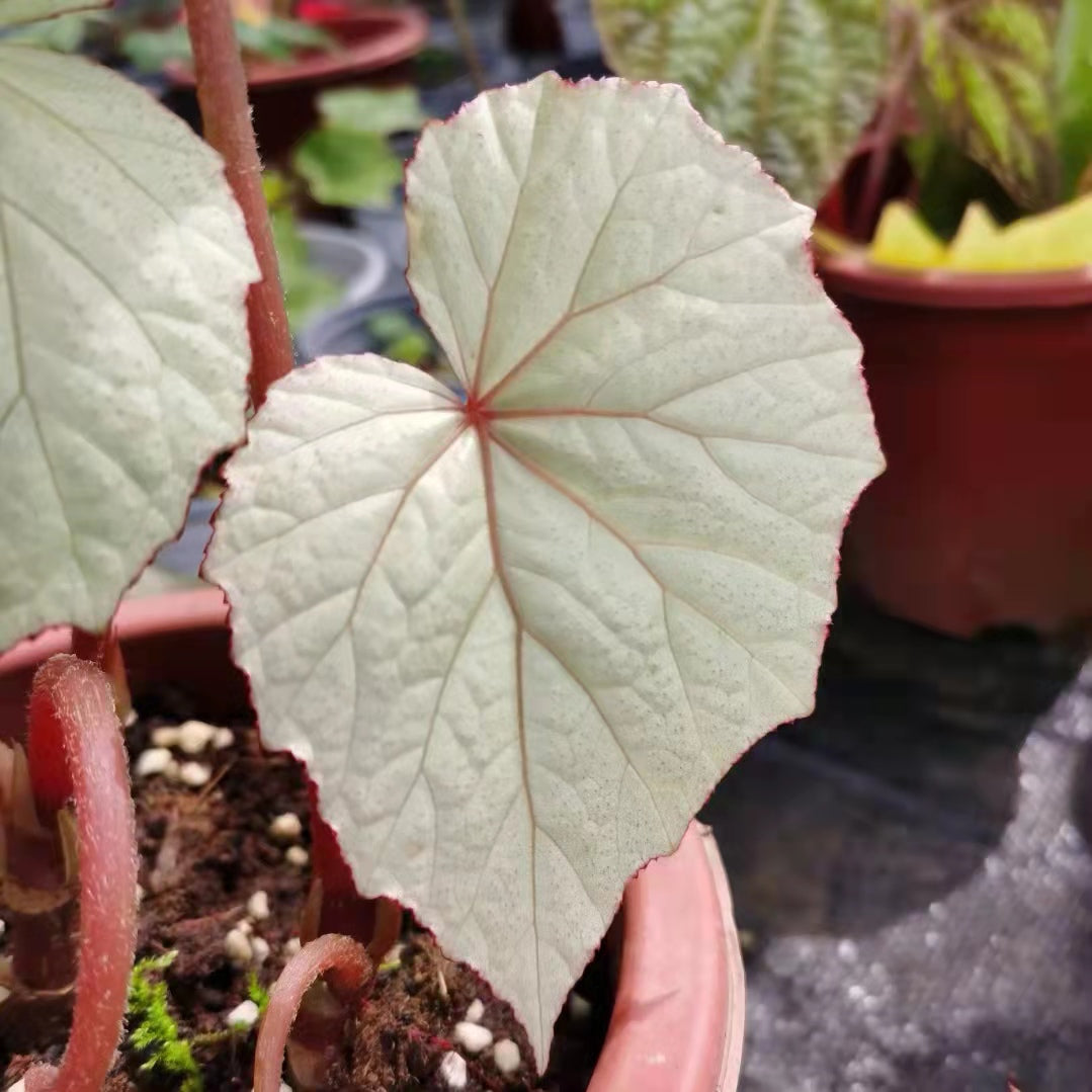 Begonia sp. Sliver