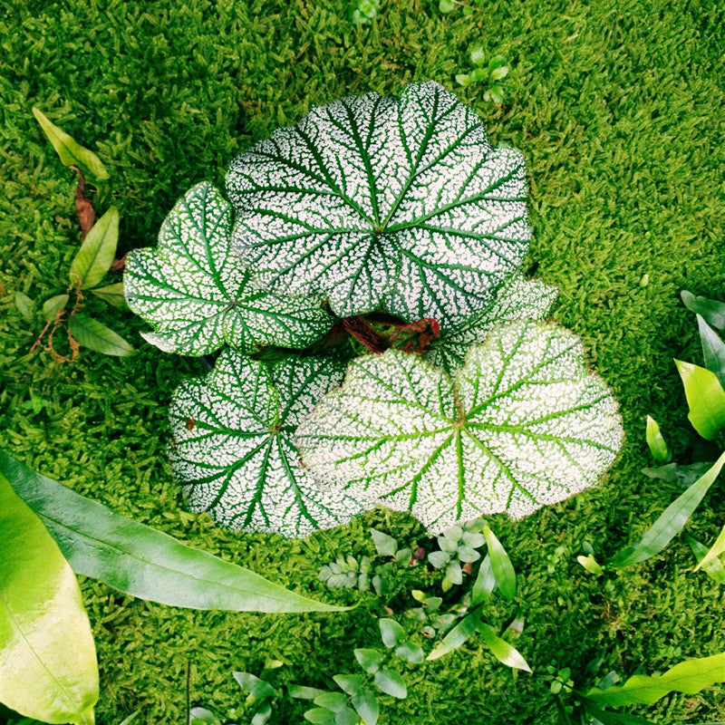 Begonia sp